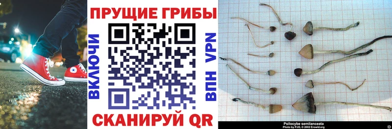 наркошоп Кодинск Псилоцибиновые грибы мицелий